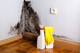 Best Mold Documentation for Insurance Claims  in USA